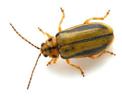 Image of an Elm Leaf Beetle.