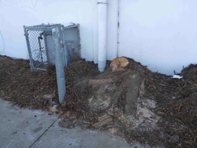 Image of a stump before grinding.